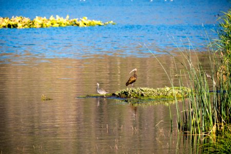 Canada Goose and White Faced Ibis, Fremont-Winema National Forest photo