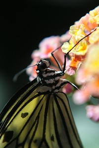 Insect macro compound
