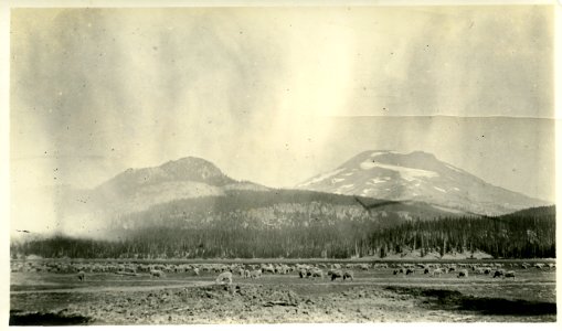 1900s Deschutes Sheep 004 photo