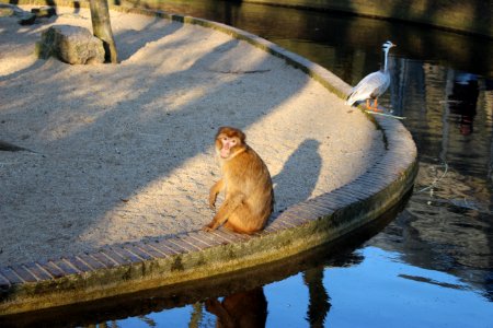 Monkey photo