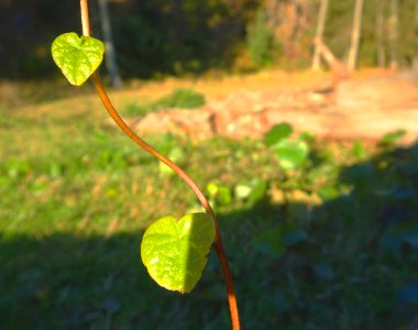 Heart vine photo