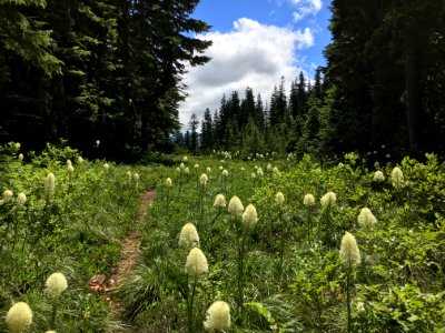 Beargrass along trail-Mt Hood photo