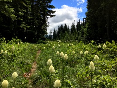 Beargrass along trail-Mt Hood