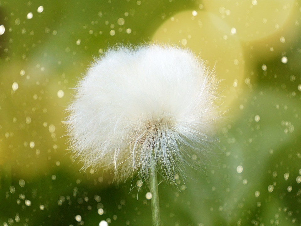 Bloom soft greeting card