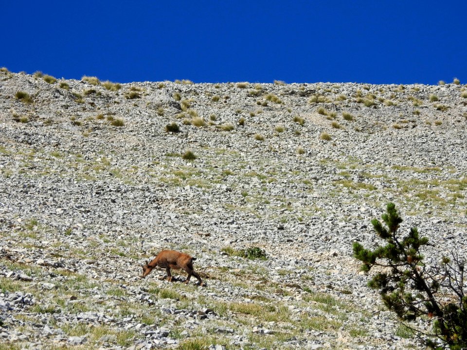 Chamois  Col des Tempetes  Mt Ventoux