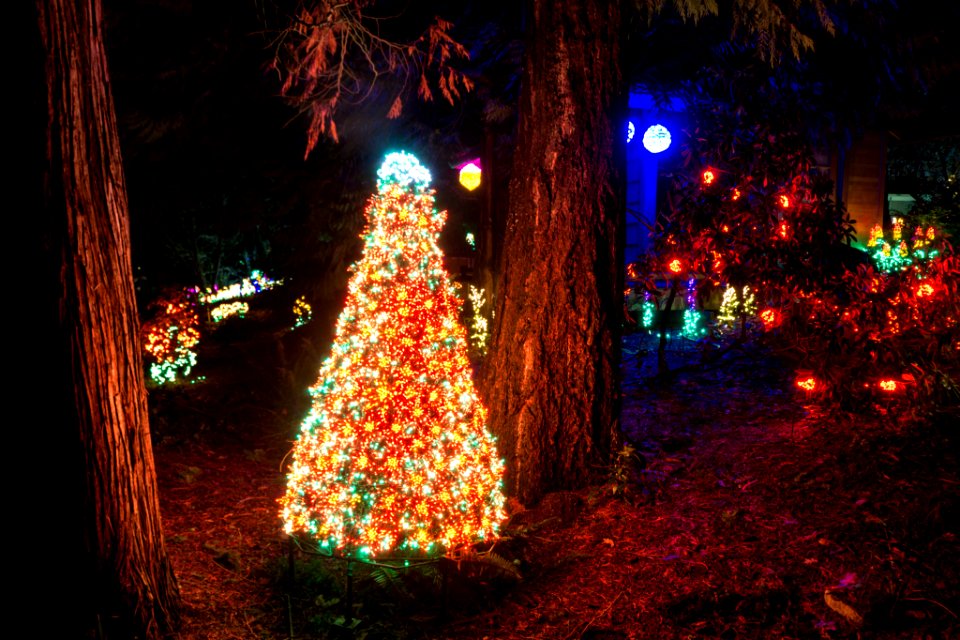Bellevue Botanical Garden Lights