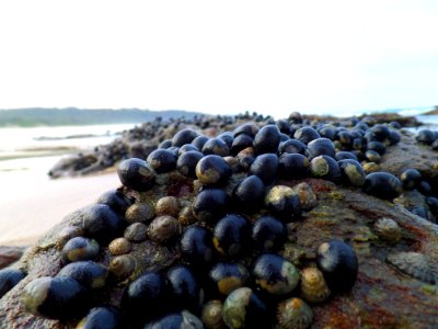 Sea creatures on the rocks photo