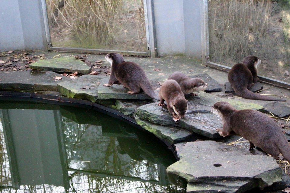 Oriental small-clawed otter