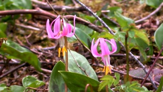 Pink Fawn Lily, Olympic National Forest