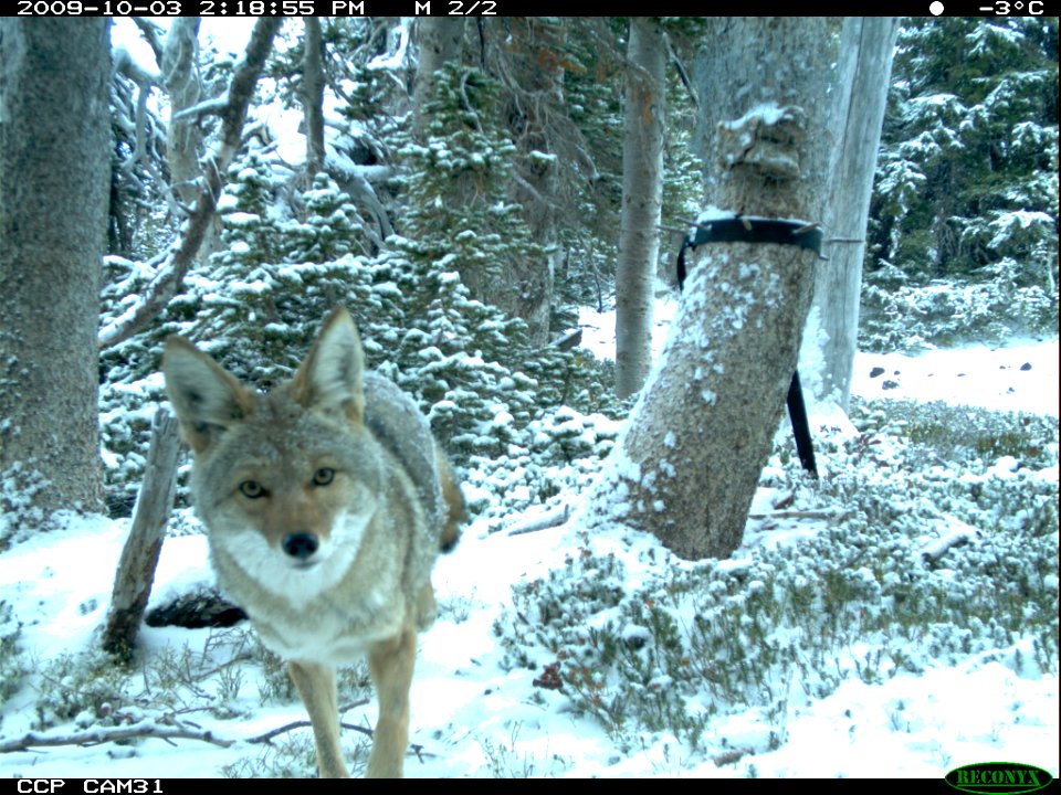 A Curious Coyote Walks Toward the Camera-Unknown