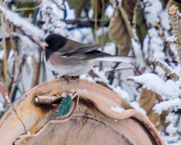 122515 Bird Feeder WH-4