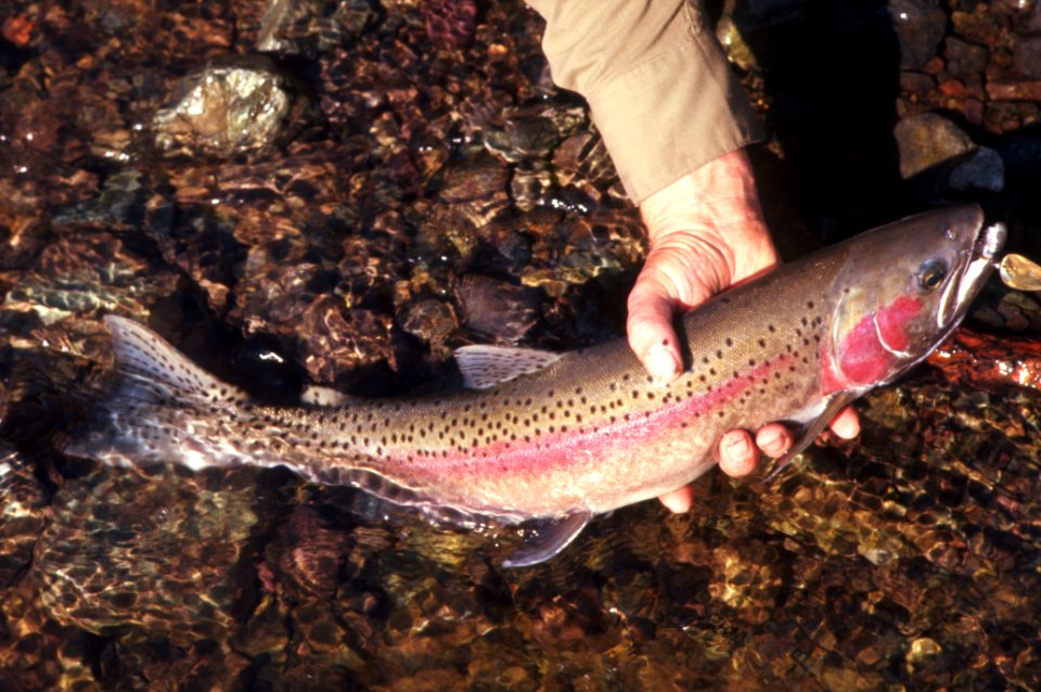 RAINBOW TROUT-Gifford Pinchot