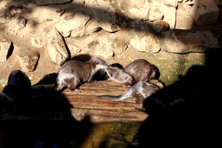 Otter photo