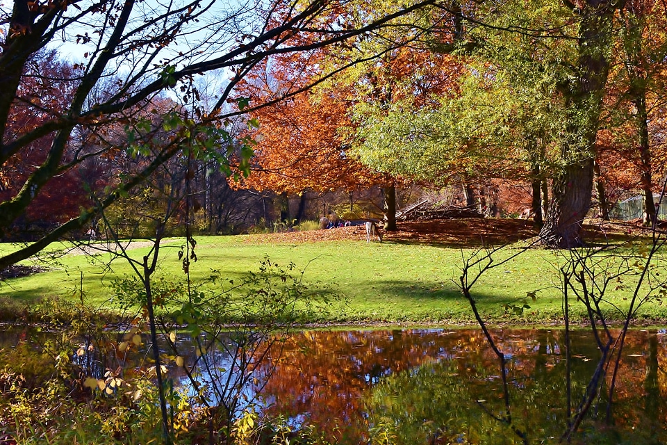 Golden autumn fall foliage sun