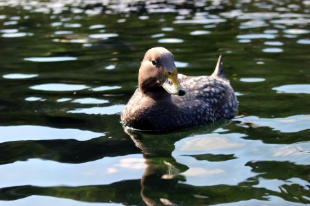 Duck photo