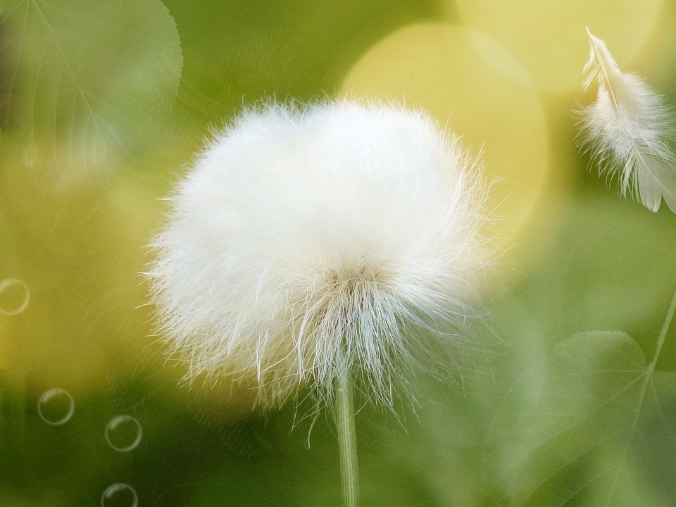 Bloom plant soft