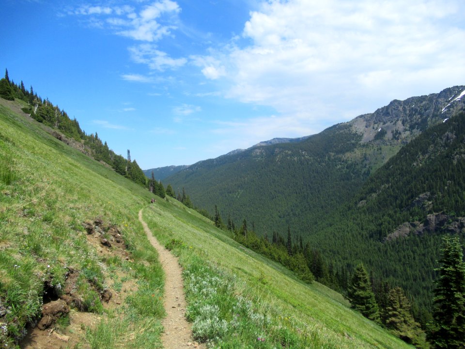 Tubal Cain Trail June 2017, Olympic National Forest by Michael Becker 2