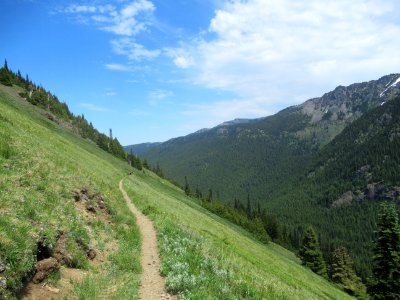 Tubal Cain Trail June 2017, Olympic National Forest by Michael Becker 2 photo