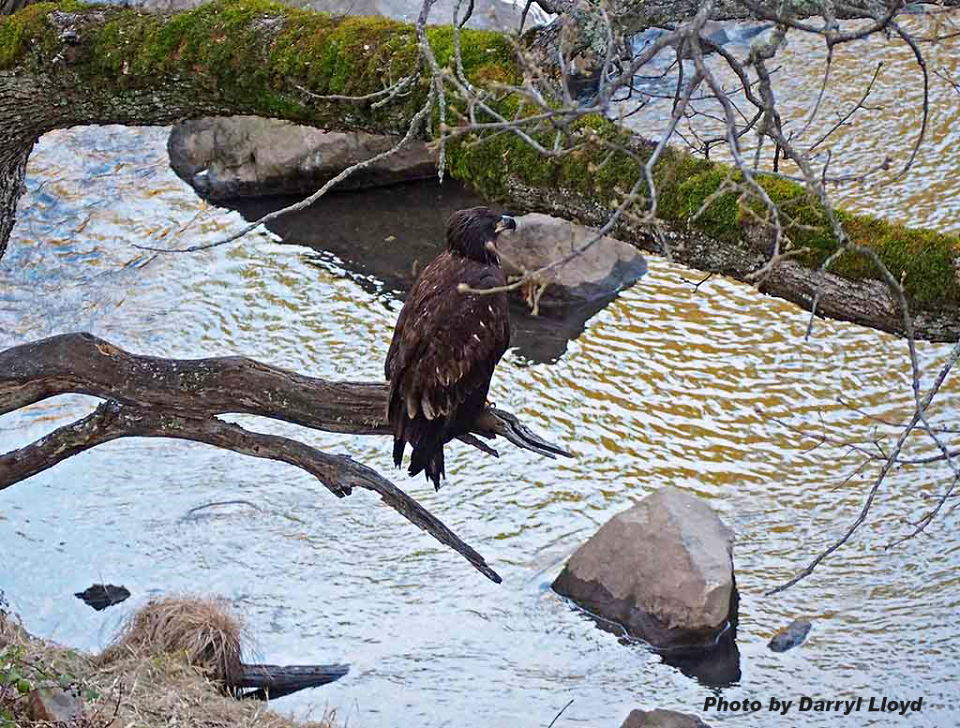 Pair of immature bald eagles in the Balfour-Klickitat area. Photo by Darryl Lloyd.