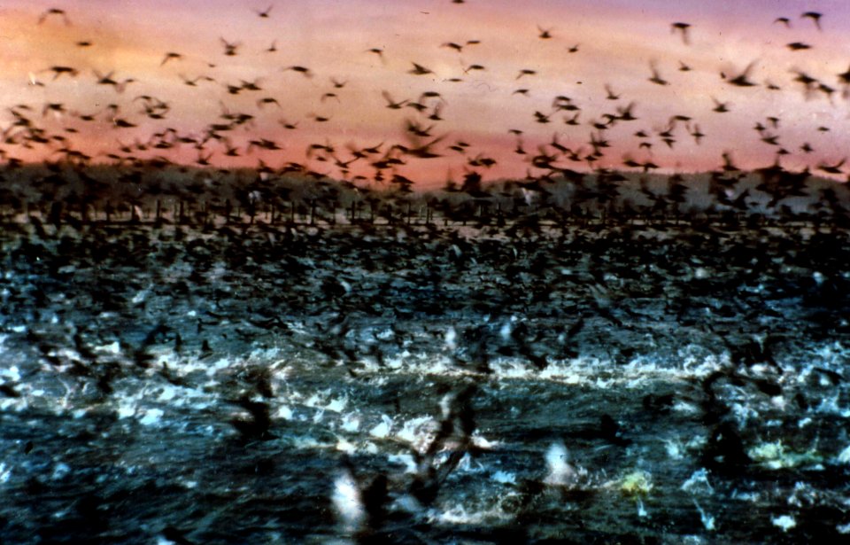 Whale Birds in Grays Harbor, WA