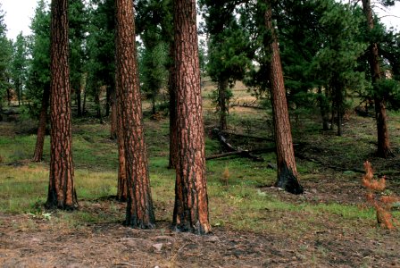 517 prescribed fire effects, Ochoco National Forest photo