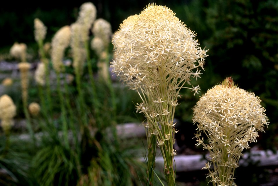 Beargrass Close-Up.jpg