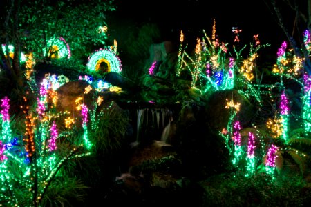 Bellevue Botanical Garden Lights photo