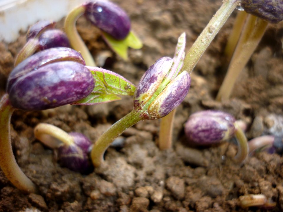 Phaseolus vulgaris