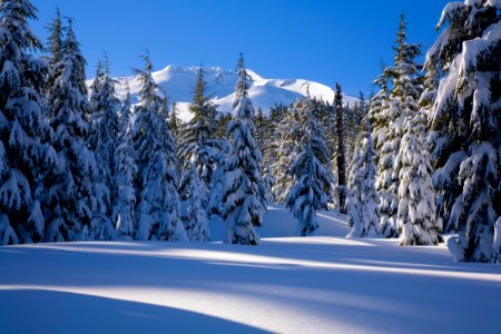 Snow Covered Trees at Mt Bachelor-Deschutes photo