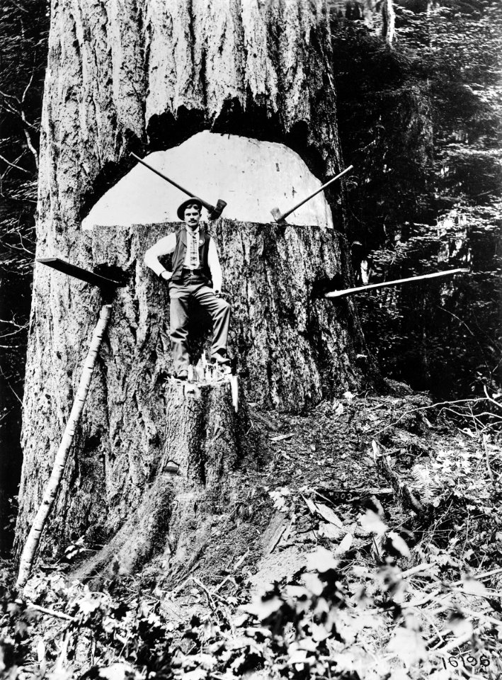 16196 Felling Largest Douglas-fir - Collier Photo, WA 1899