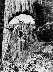 16196 Felling Largest Douglas-fir - Collier Photo, WA 1899 photo