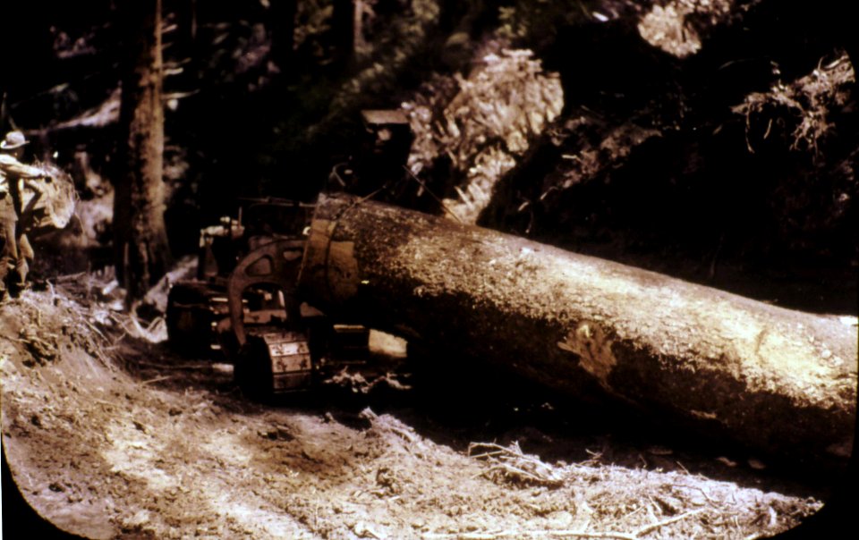 388362 Logging Sitka Spruce, near Siltcoos Lake, OR