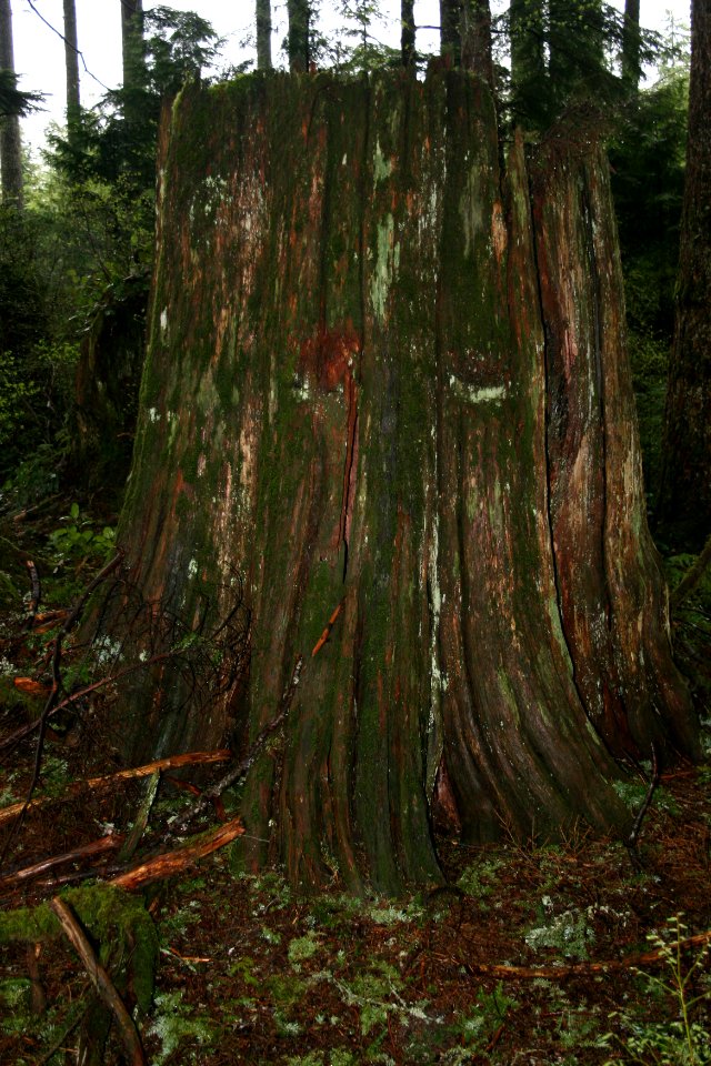 Mt. Hood NF - Stump, OR 3 photo