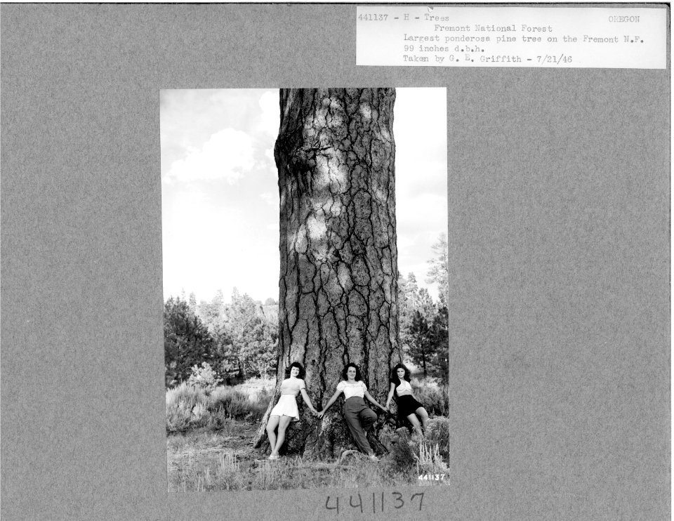 Largest Ponderosa Pine on Fremont NF - 99 inches dbh, Fremont NF, OR 1946