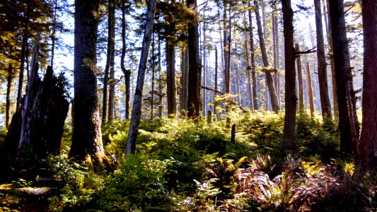 Along the coast, hikers climb to cross headlands covered by  spruce, salal, and ferns.