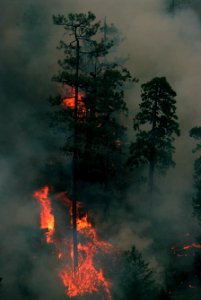 129 Rogue River-Siskiyou National Forest Biscuit Fire