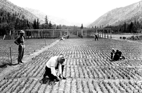 R-6 Seedling Weeding at Wind River (maybe), WA c1930 photo