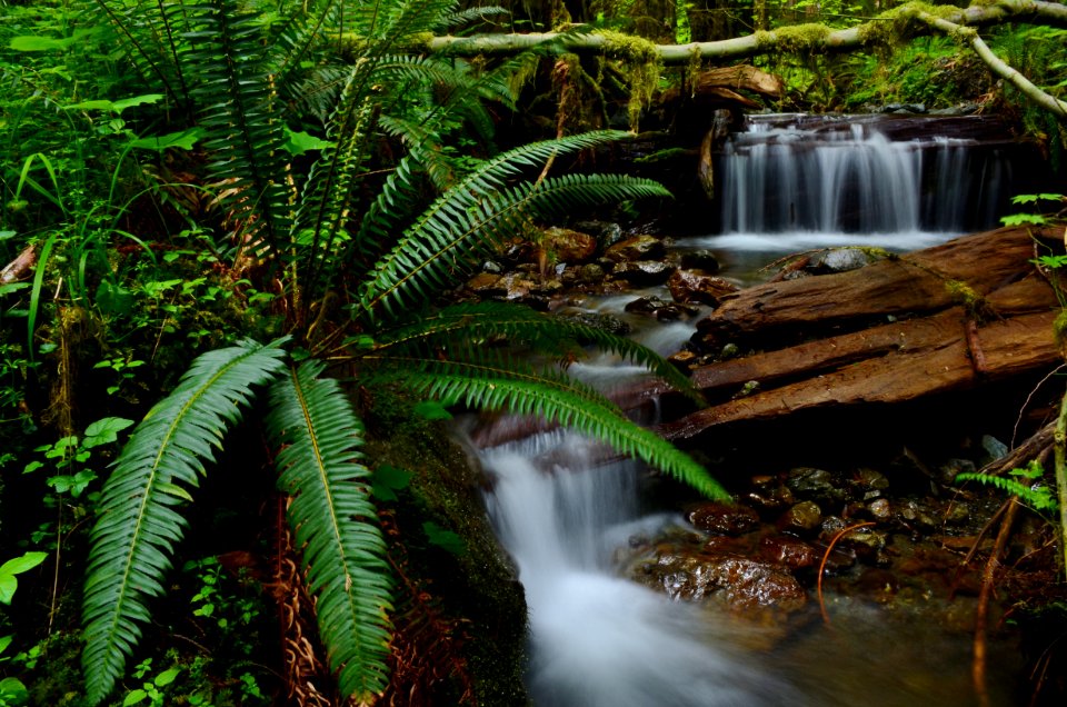 Fern near stream in Olympic National Forest