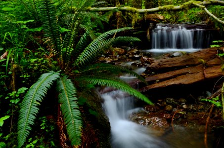 Fern near stream in Olympic National Forest photo