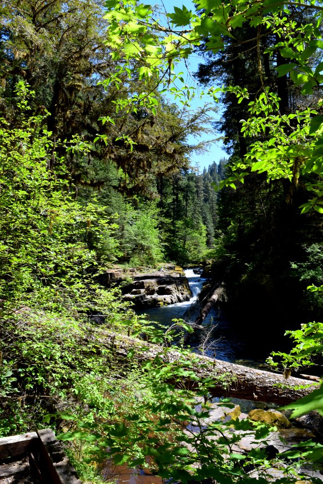 Brice Creek, Umpqua National Forest