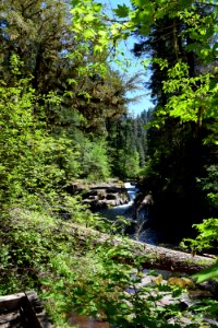 Brice Creek, Umpqua National Forest
