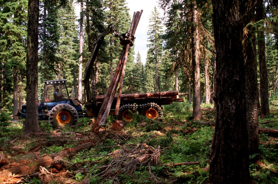 Umatilla National Forest, salvage thinning Badger TS.jpg