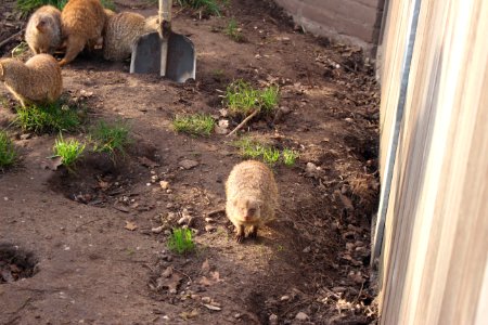 Zebra mongoose