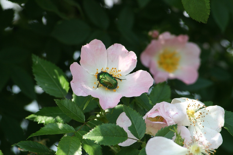 Flower nature bush