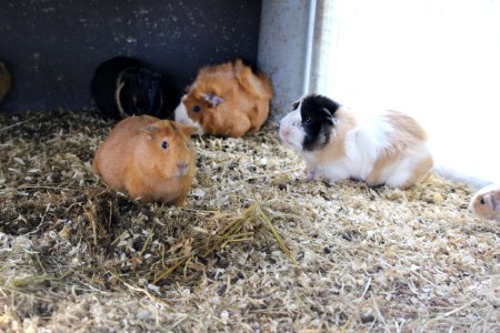 Guinea pig photo