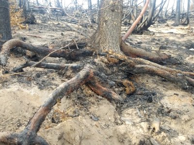Tree compromised roots