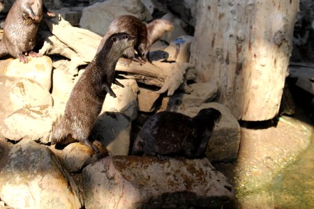 Otter photo