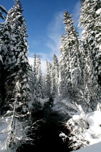 Salt Creek in Winter, Willamette National Forest photo