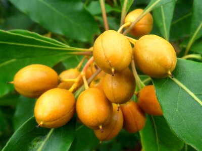 Mini fruit macro photo