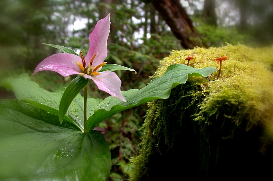 Purple Trillium and Moss-Unknown